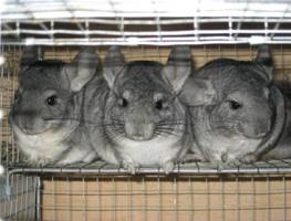 , ����� ������