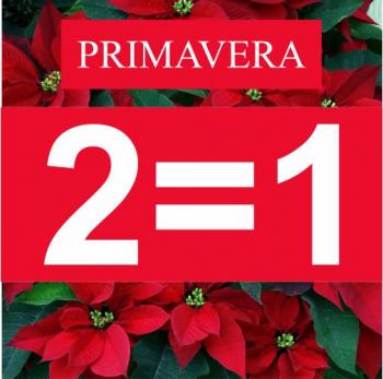     PRIMAVERA red  ! 