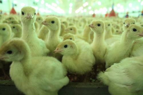 ������ ������� �������, ����� ������