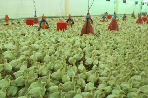 ������ ������� �������, ����� ������