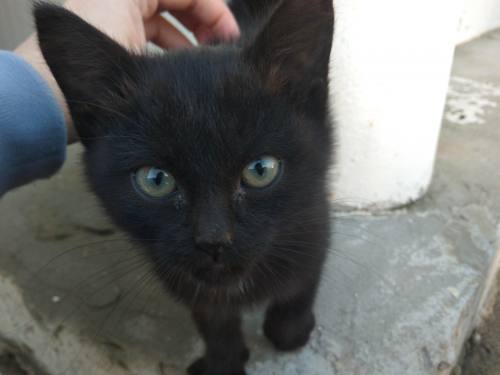 ������� ����� ���� ������� �����!, ����� ������