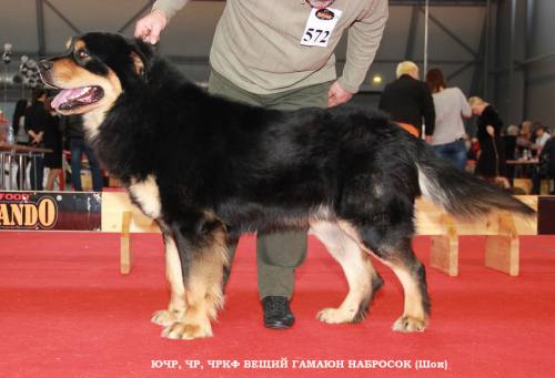 ����� �����-������������ ���������, ����� ������