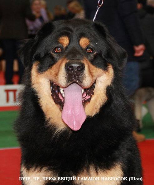 ����� �����-������������ ���������, ����� ������