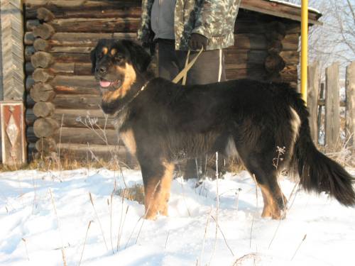 ����� �����-������������ ���������, ����� ������